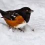 Spotted Towhee enjoying a sunflower seed. Exposure: ISO 500, f/5.6, 1/500 sec., +1/3 stop Exposure Compensation.